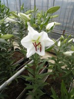 [1832 Arlington No02.JPG]